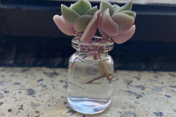 多肉玫瑰怎么养殖，每个月浇一次水