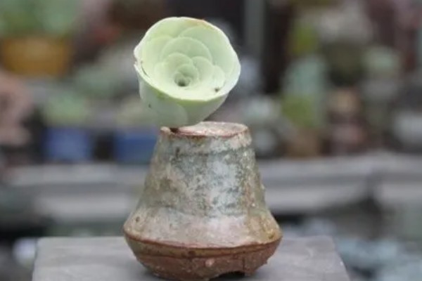 多肉玫瑰怎么养殖，每个月浇一次水