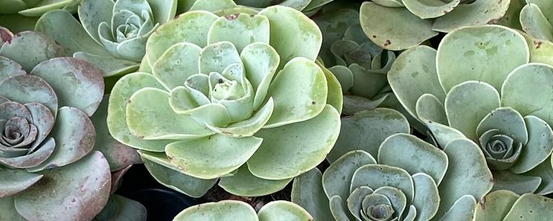 多肉玫瑰怎么养殖，每个月浇一次水