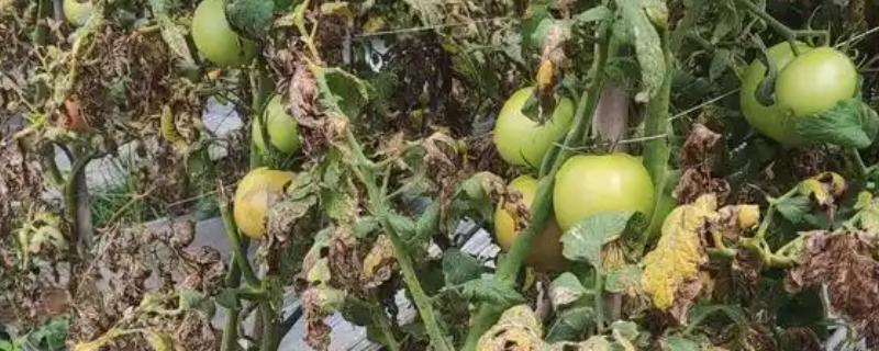 大棚番茄疮痂病的症状，在果面上会出现白色小点