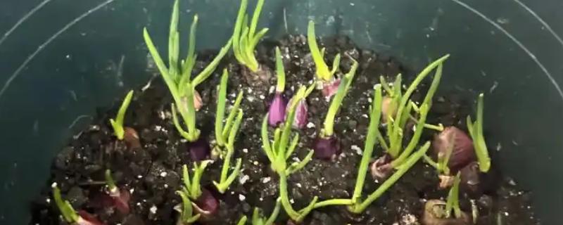 红葱头的家庭种植方法，通常来说在7月到9月均可种植