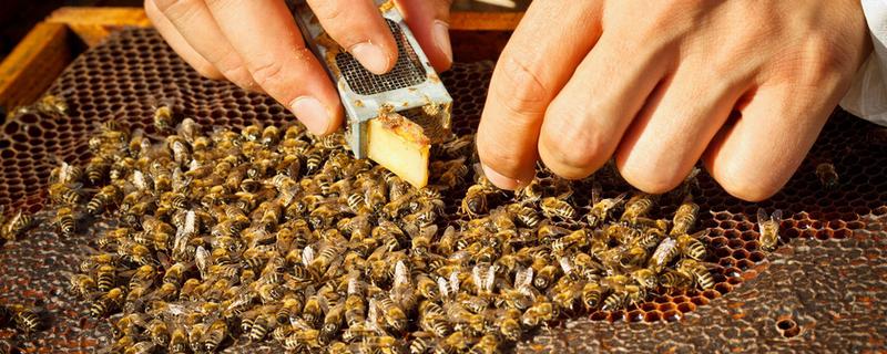 蜜蜂王台有哪几种，有分蜂王台、急造王台等