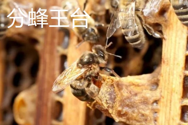 蜜蜂王台有哪几种，有分蜂王台、急造王台等