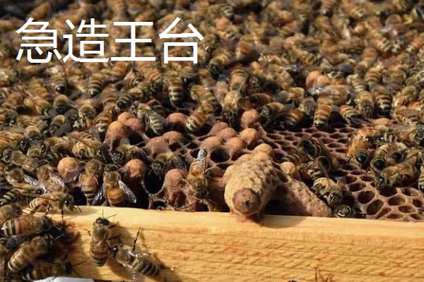 蜜蜂王台有哪几种，有分蜂王台、急造王台等