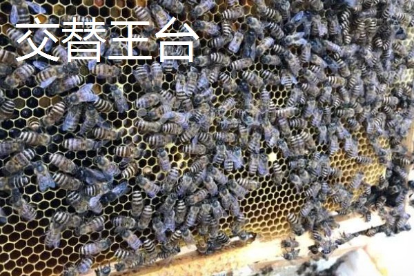 蜜蜂王台有哪几种，有分蜂王台、急造王台等