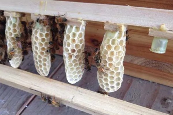 蜜蜂王台有哪几种，有分蜂王台、急造王台等