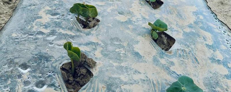 棉花烂种缺苗死苗怎么防治，播种前晾晒种子可以提高活性