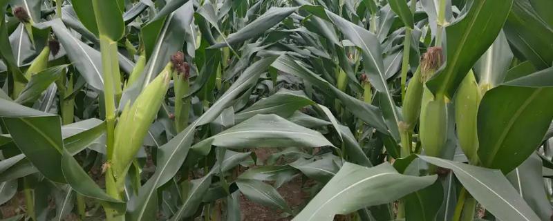 玉米灌浆期怎么管理，追施攻粒肥可满足养分需求