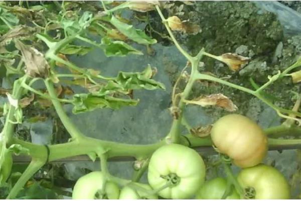 大棚番茄疮痂病的症状，在果面上会出现白色小点