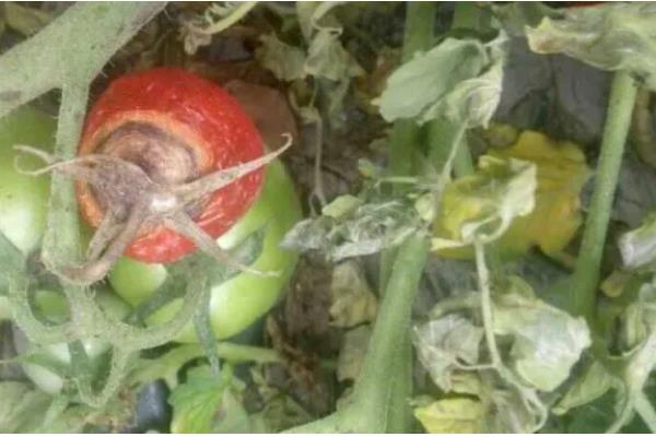 大棚番茄疮痂病的症状，在果面上会出现白色小点