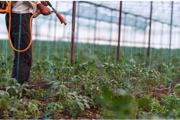 大棚番茄疮痂病的症状，在果面上会出现白色小点