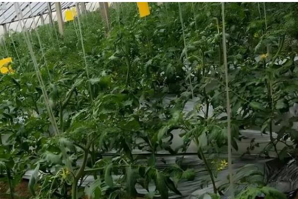 大棚番茄疮痂病的症状，在果面上会出现白色小点