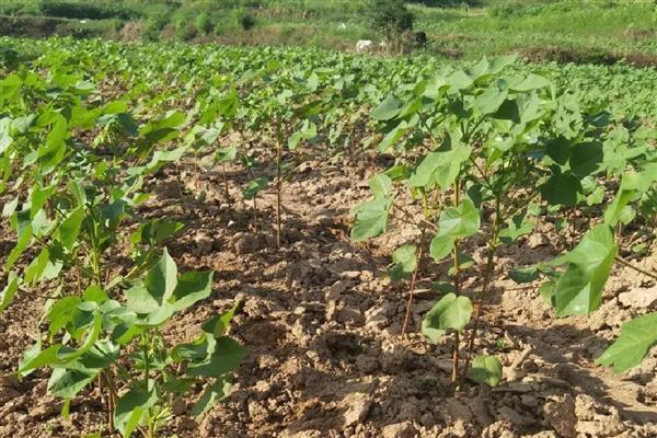 棉花烂种缺苗死苗怎么防治，播种前晾晒种子可以提高活性