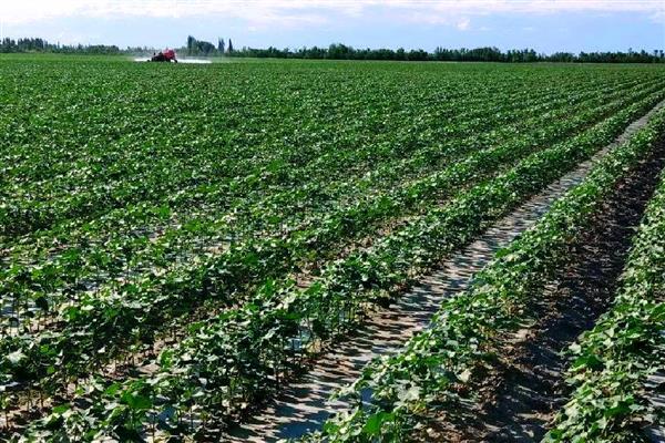 棉花烂种缺苗死苗怎么防治，播种前晾晒种子可以提高活性