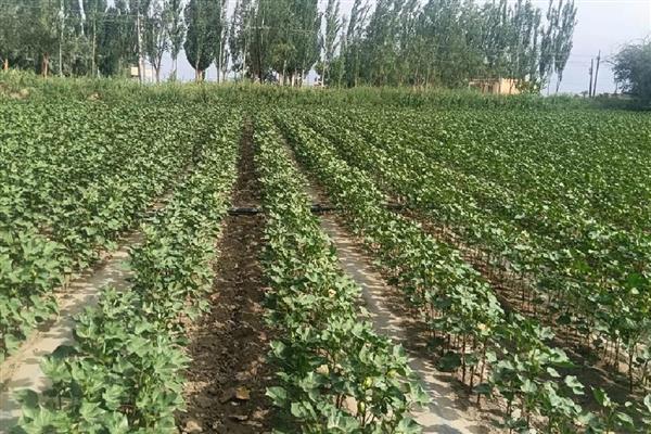 棉花烂种缺苗死苗怎么防治，播种前晾晒种子可以提高活性