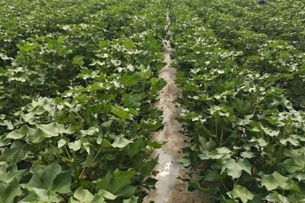 棉花烂种缺苗死苗怎么防治，播种前晾晒种子可以提高活性