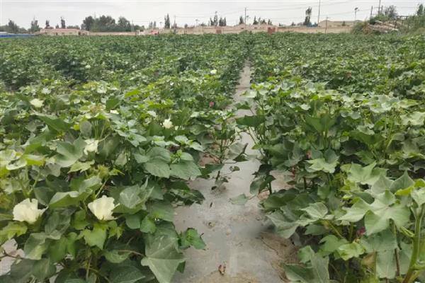 棉花烂种缺苗死苗怎么防治，播种前晾晒种子可以提高活性