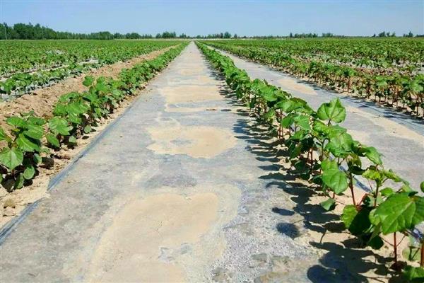 棉花烂种缺苗死苗怎么防治，播种前晾晒种子可以提高活性