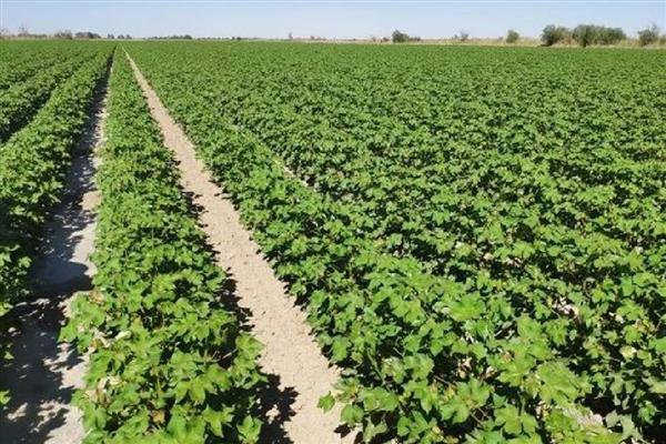 棉花烂种缺苗死苗怎么防治，播种前晾晒种子可以提高活性