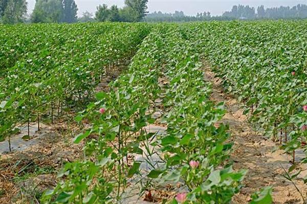 棉花烂种缺苗死苗怎么防治，播种前晾晒种子可以提高活性