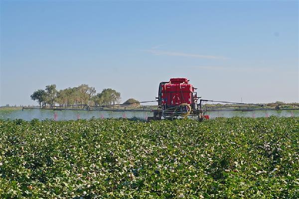 棉花烂种缺苗死苗怎么防治，播种前晾晒种子可以提高活性