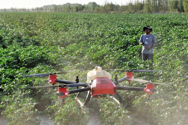 棉花烂种缺苗死苗怎么防治，播种前晾晒种子可以提高活性
