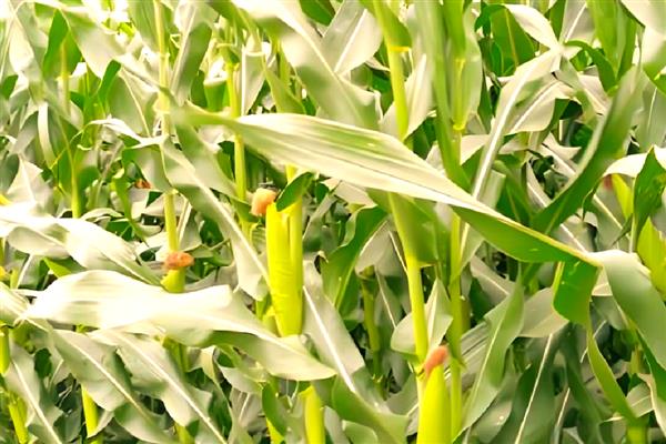 玉米灌浆期怎么管理,追施攻粒肥可满足养分需求