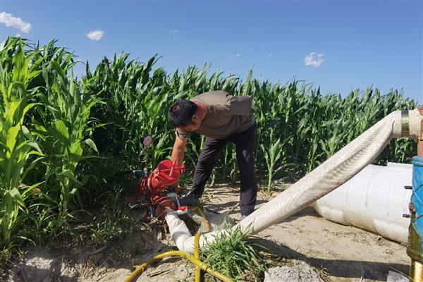 玉米灌浆期怎么管理,追施攻粒肥可满足养分需求