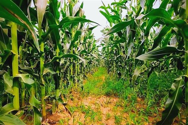 玉米灌浆期怎么管理,追施攻粒肥可满足养分需求