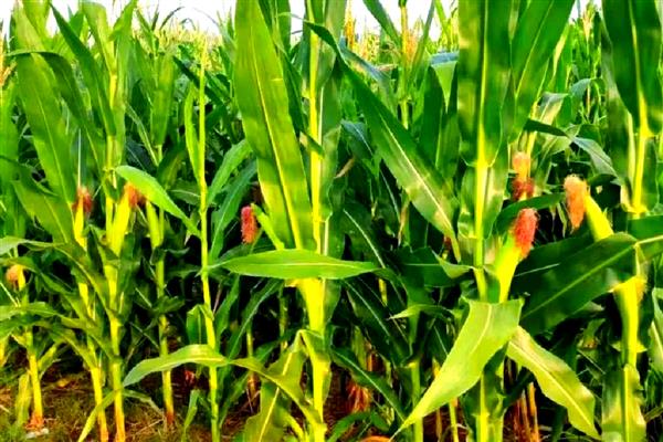 玉米灌浆期怎么管理,追施攻粒肥可满足养分需求