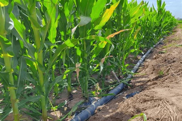 玉米灌浆期怎么管理,追施攻粒肥可满足养分需求