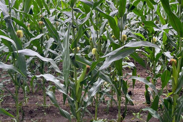 玉米灌浆期怎么管理,追施攻粒肥可满足养分需求