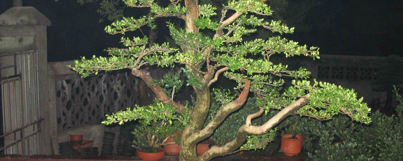 罗汉松怎么养护，平时要养在通风处