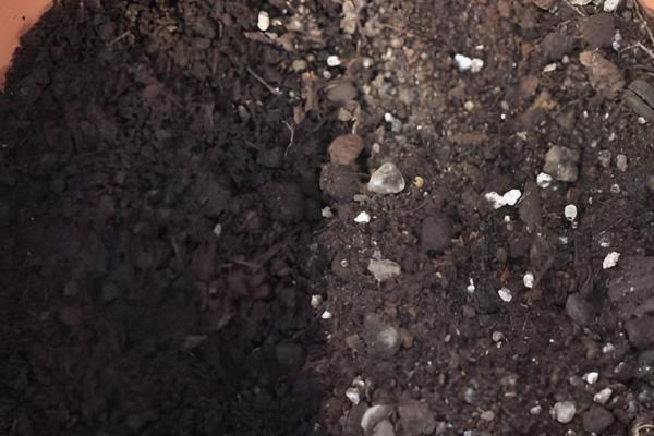 罗汉松怎么养护，平时要养在通风处