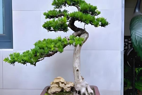 罗汉松怎么养护，平时要养在通风处