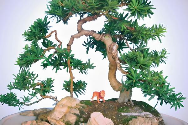 罗汉松怎么养护，平时要养在通风处