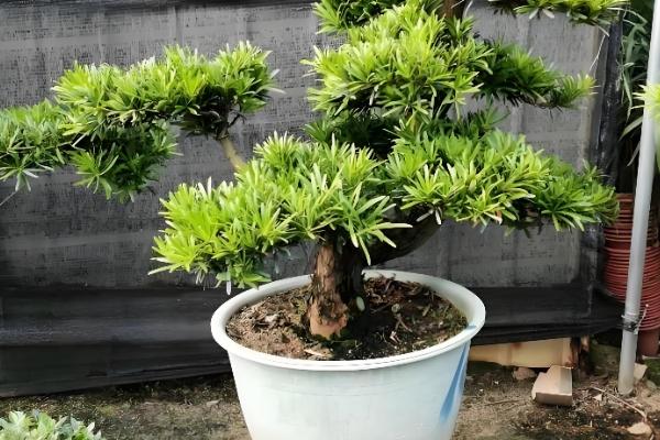 罗汉松怎么养护，平时要养在通风处