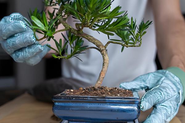 罗汉松怎么养护，平时要养在通风处