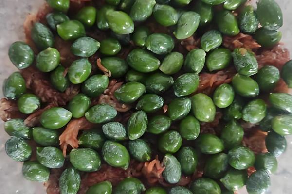 罗汉松怎么养护，平时要养在通风处