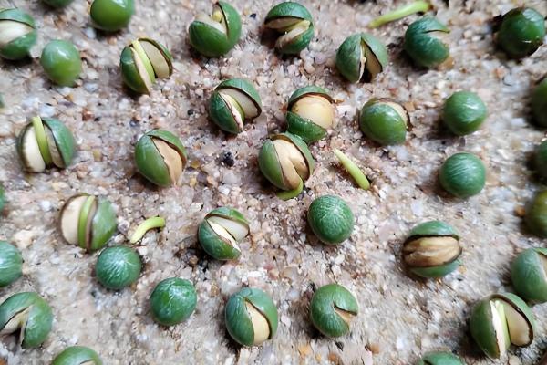 罗汉松怎么养护，平时要养在通风处