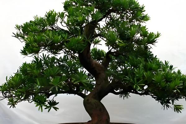 罗汉松怎么养护，平时要养在通风处