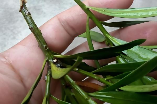 罗汉松怎么养护，平时要养在通风处