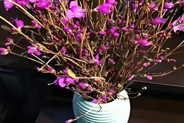 干枝杜鹃冬季养护方法，每隔1周浇一次水