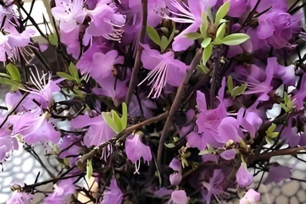 干枝杜鹃冬季养护方法，每隔1周浇一次水