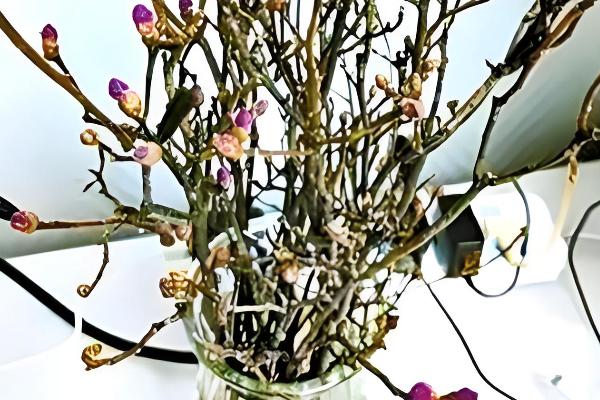 干枝杜鹃冬季养护方法，每隔1周浇一次水