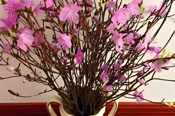 干枝杜鹃冬季养护方法，每隔1周浇一次水