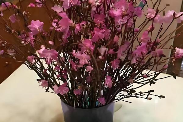 干枝杜鹃冬季养护方法，每隔1周浇一次水