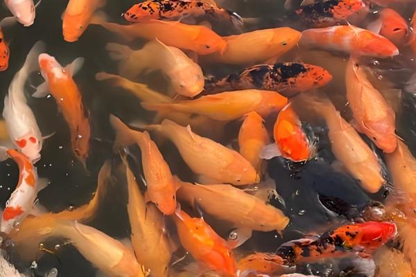 锦鲤和金鱼的区别，品种、观赏性均不同