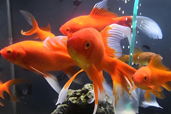 锦鲤和金鱼的区别，品种、观赏性均不同