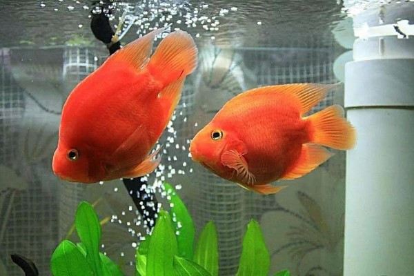 鹦鹉鱼的寿命,通常是4-5年